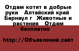 Отдам котят в добрые руки - Алтайский край, Барнаул г. Животные и растения » Отдам бесплатно   
